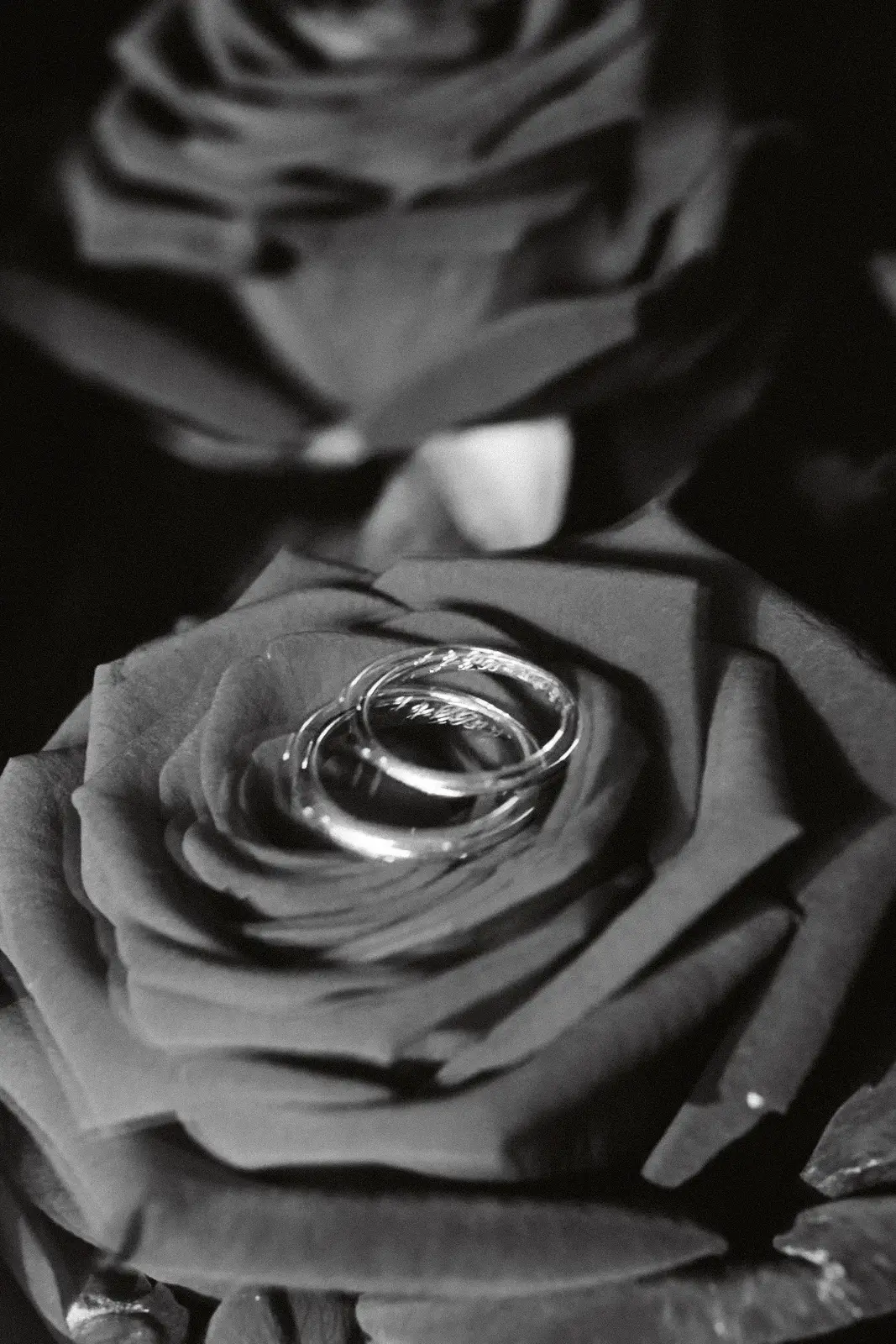 Alliances posées sur une rose, détail de mariage